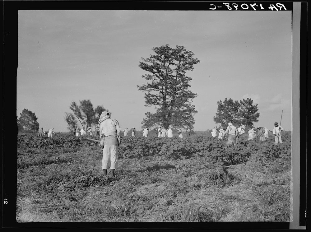 A crew of 200 hoers were brought to the Aldridge Plantation to hoe cotton at a dollar a day. Many of these are ex-tenant…