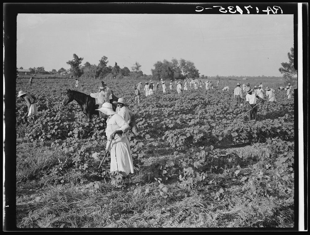 A crew of two hundred colored hoers were brought to the Aldridge Plantation to hoe cotton at one dollar a day. Many of them…