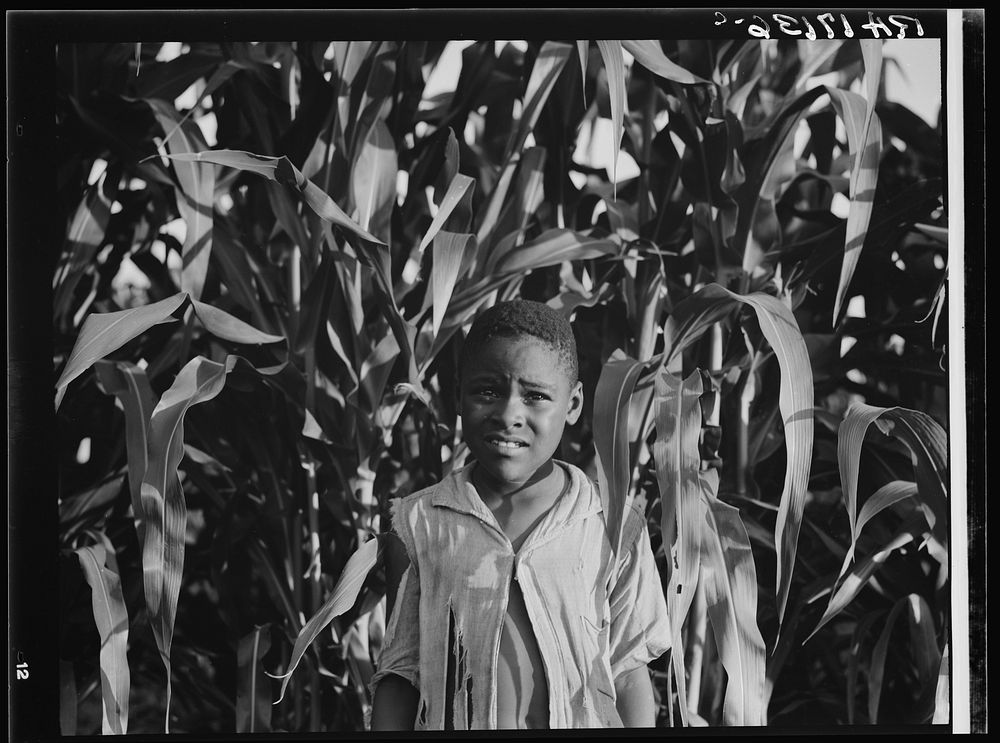 Young boy in the corn. Near Leland, Mississippi by Dorothea Lange