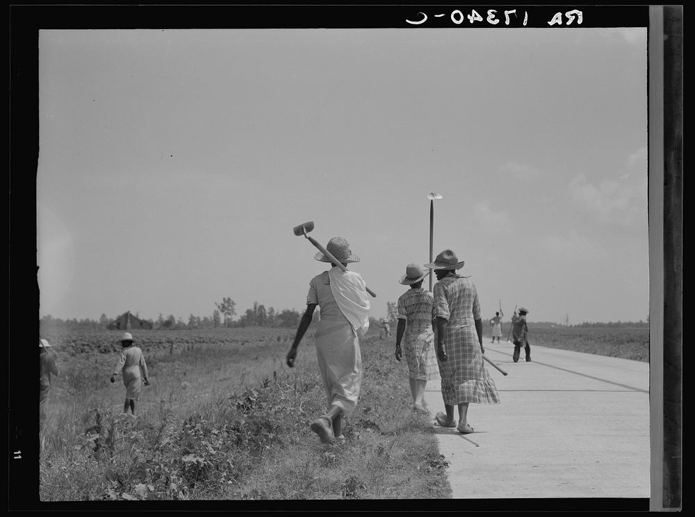 Cotton hoers (day laborers) move from one field across the highway to another. Mississippi Delta by Dorothea Lange
