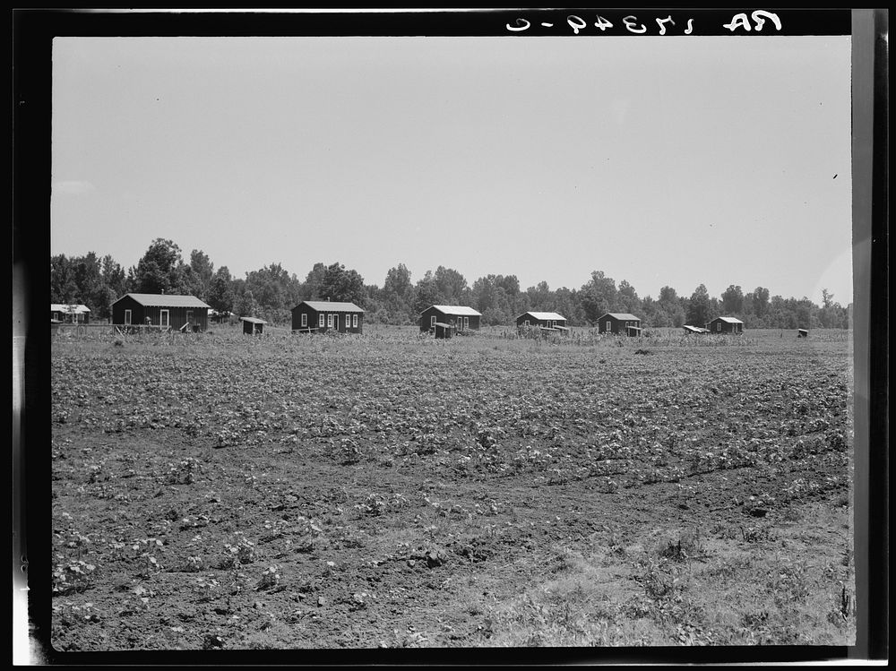 Delta cooperative farm cabins and cotton. Hillhouse, Mississippi, after one year of operation. Sourced from the Library of…