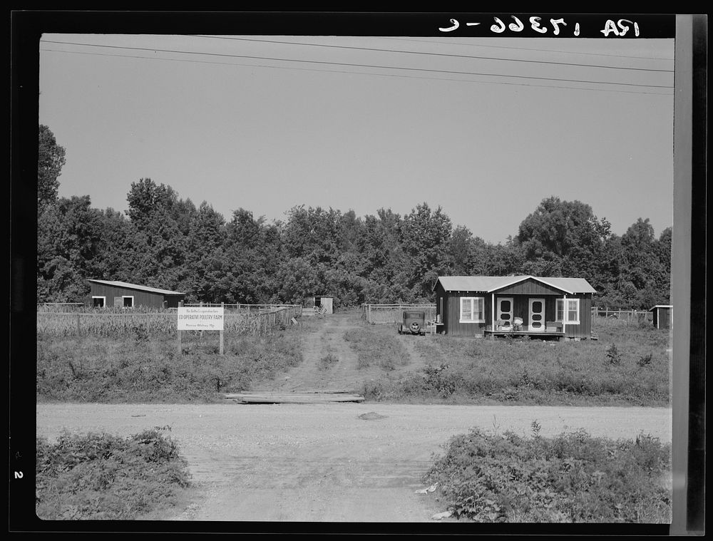 The poultry unit of the Delta cooperative farm. Hillhouse, Mississippi. Sourced from the Library of Congress.