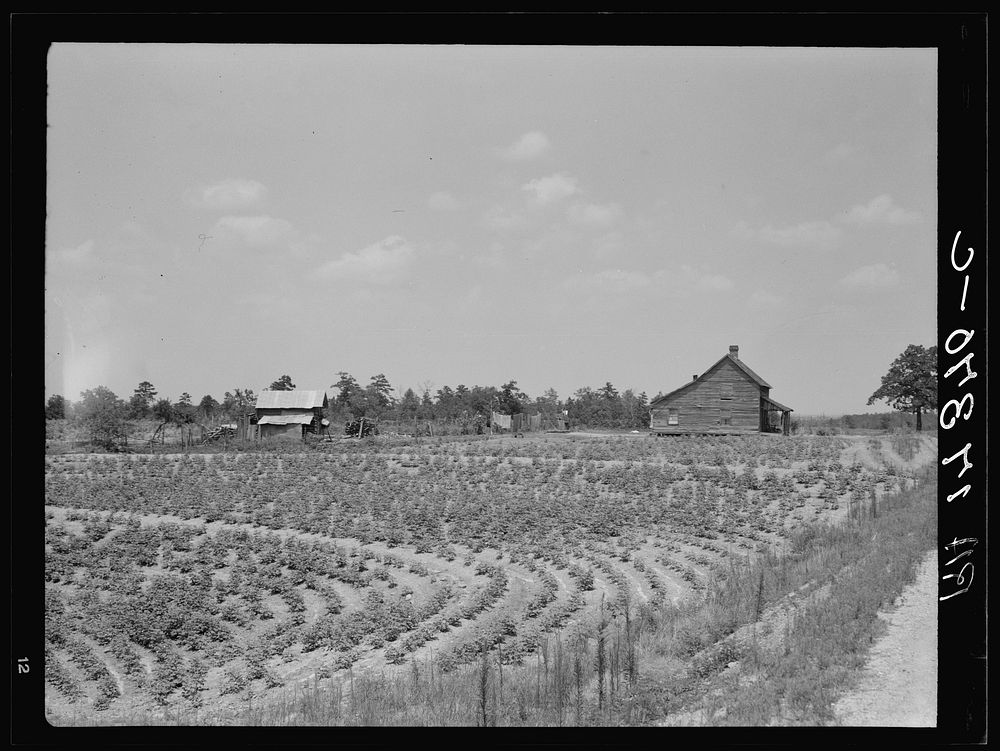 Sharecrop farm, Gaffney, South Carolina. In 1936 he raised seven bales on thirteen acres, half of which went to his…