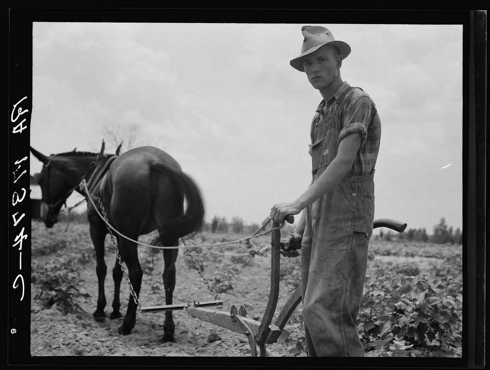 Son of sharecropper family at work in the cotton near Chesnee, South Carolina by Dorothea Lange
