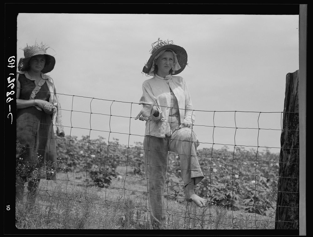 The landowner's daughter hoes cotton on a south Georgia farm by Dorothea Lange
