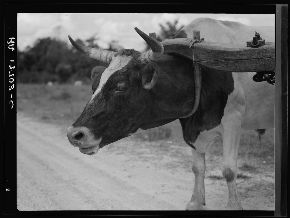 Ox team used to haul pulpwood. Mississippi by Dorothea Lange