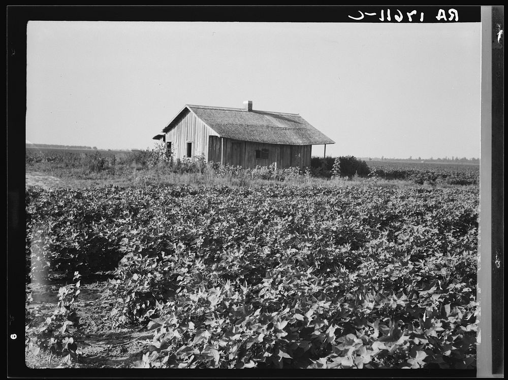 Cotton is planted close to the abandoned cabins whose occupants were displaced by power farming. Aldridge Plantation…