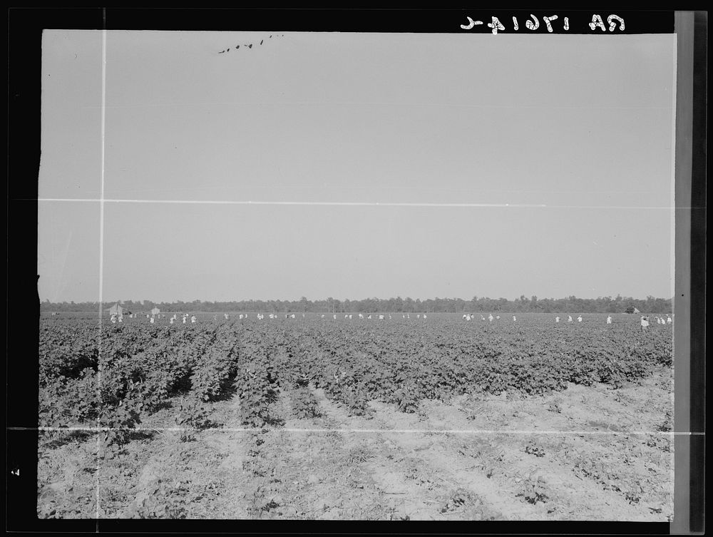 Cotton hoers on the Aldridge Plantation near Leland, Mississippi. Hoers in groups of two hundred or more are hauled over…