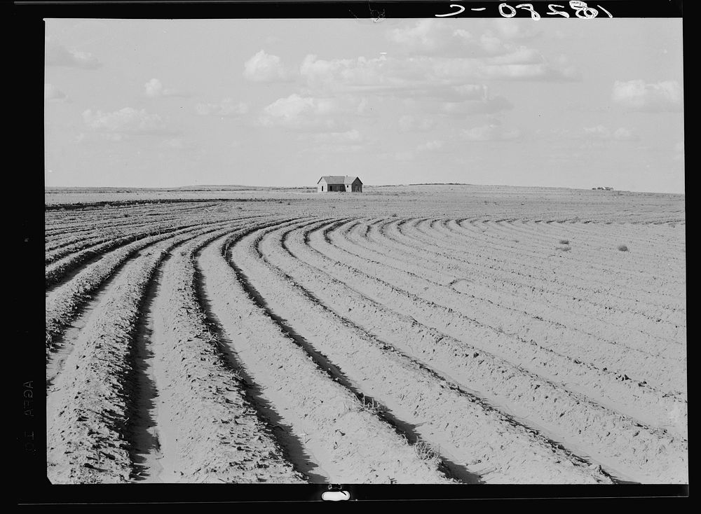 Power farming displaces tenants from the land in the western dry cotton areas. Texas Panhandle by Dorothea Lange