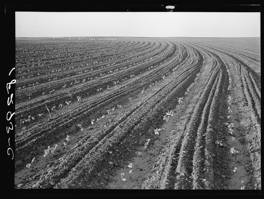 Young cotton growing in mechanized field. Hall County, Texas. Anyone who inspects one of these giant mechanized farms must…