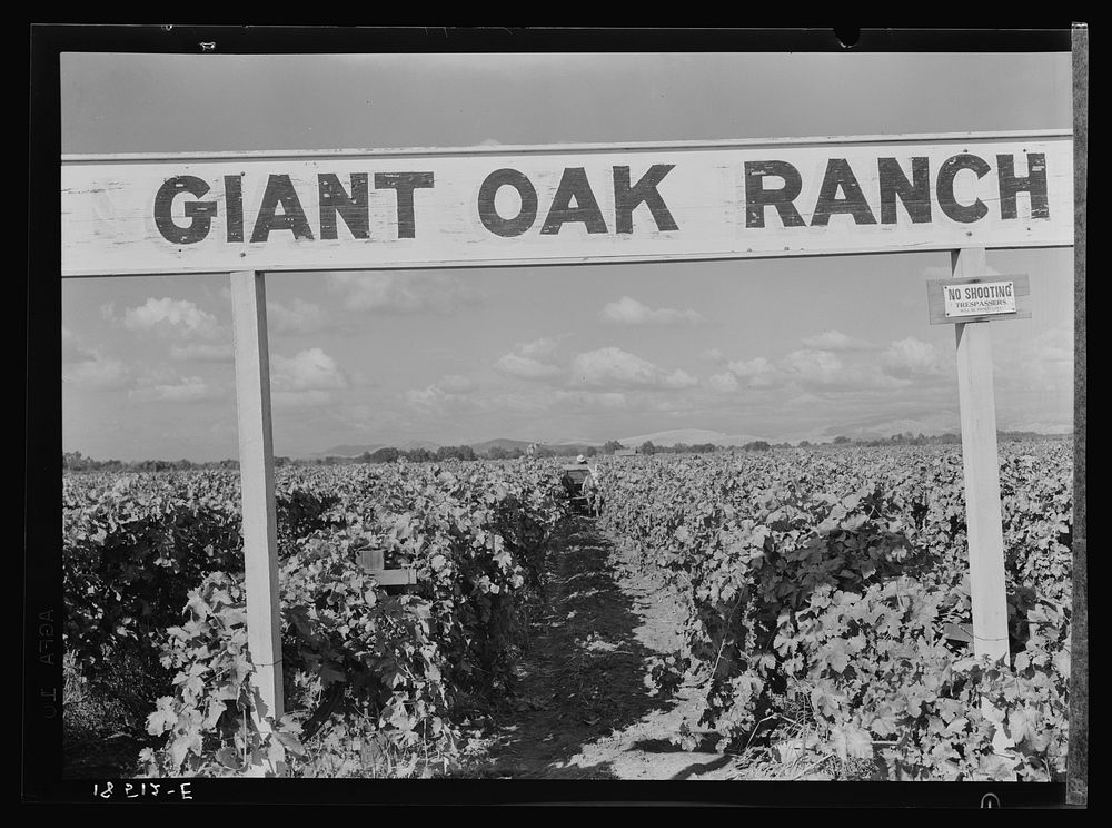Vineyard during harvest. Large-scale farming. Tulare County, California by Dorothea Lange