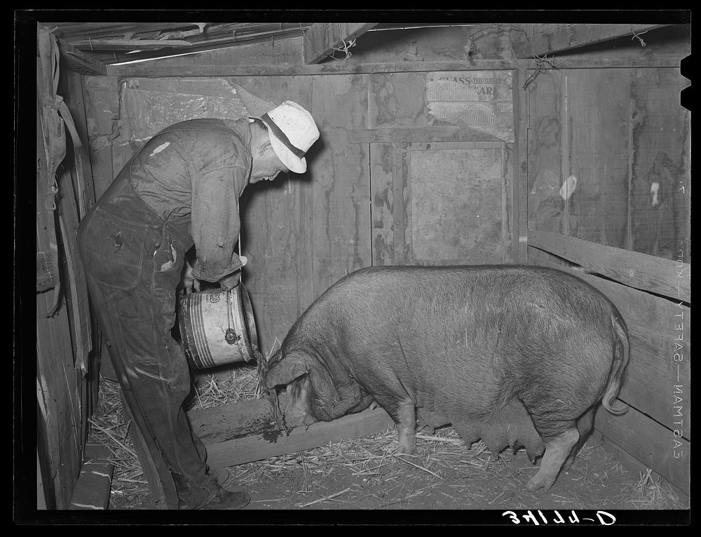 Mr. Bosley of Bosley reorganization unit, Baca County, Colorado, feeding a sow by Russell Lee