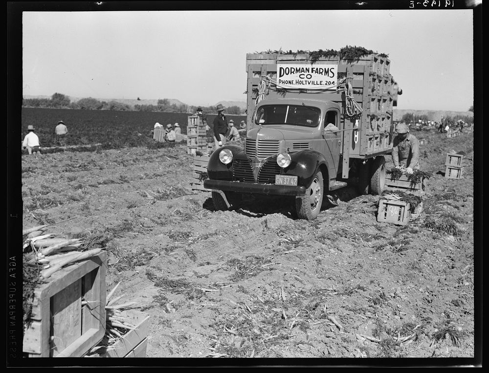 Loading carrots in the field near Holtville, California. Sourced from the Library of Congress.