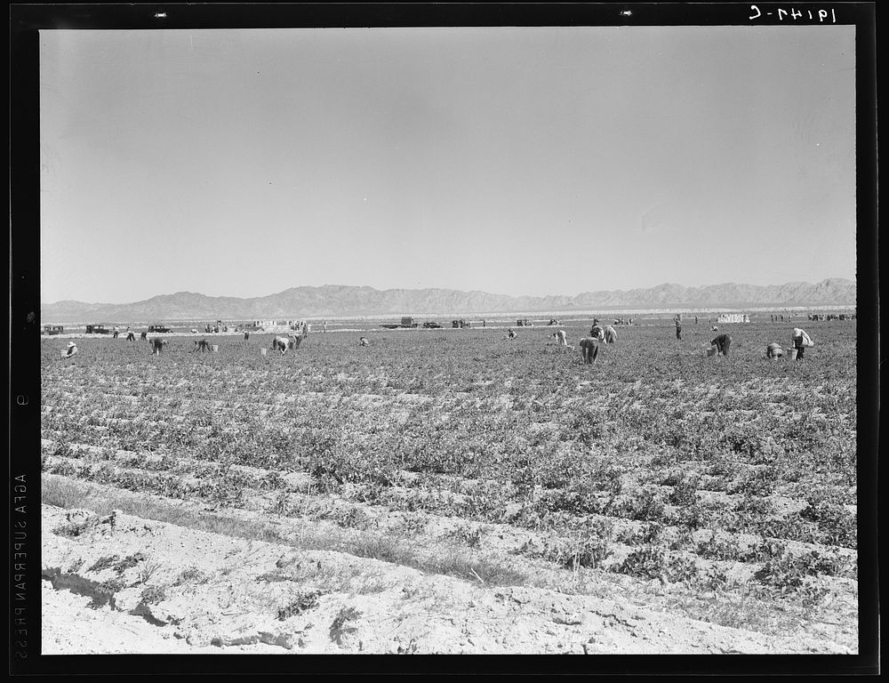 [Untitled photo, possibly related to: 500 pea pickers in field of large-scale Sinclair ranch, newly planted to peas. Near…