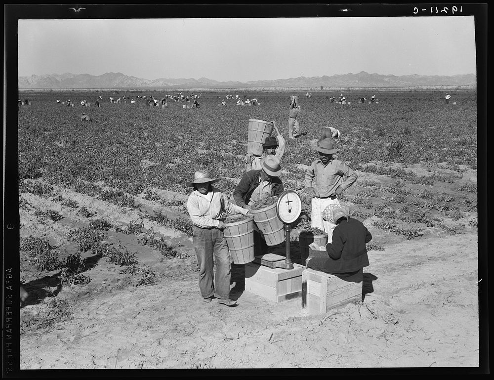 Open air food factory. Weighing in peas. California. Sourced from the Library of Congress.