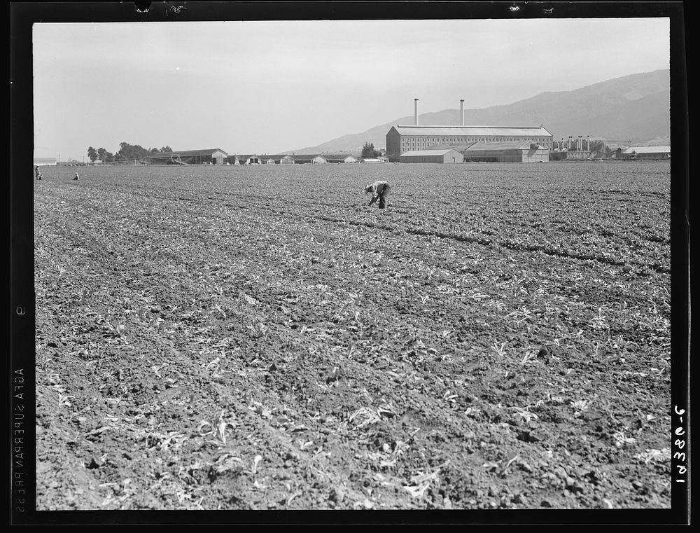 Spreckels sugar factory and sugar beet field with Mexican and Filipino workers thinning sugar beets. Monterey County…