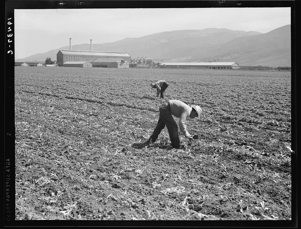 Spreckels sugar factory and sugar Free Photo rawpixel