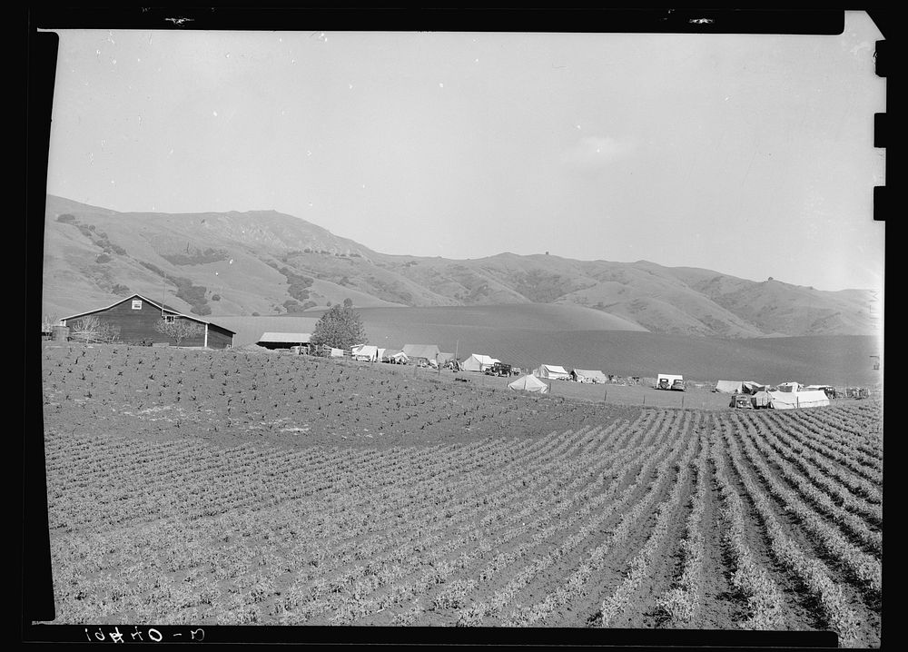 Ranch camp for pea pickers. Near Milpitas, Santa Clara County, California. Sourced from the Library of Congress.
