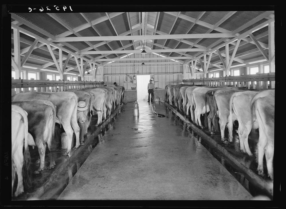 [Untitled photo, possibly related to: Tulare County, California. Mineral King Cooperative Association, Farm Security…