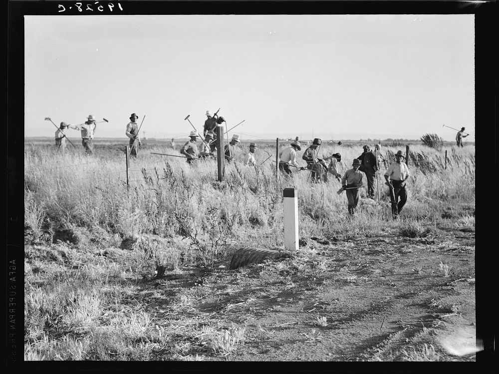 [Untitled photo, possibly related to: Near Los Banos, California. Migratory agricultural workers, cotton hoers. Leave field…