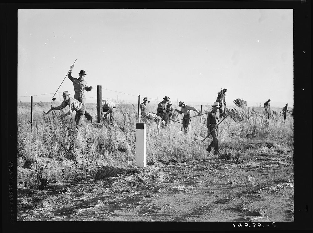 Near Los Banos, California. Migratory agricultural workers, cotton hoers. Leave field at the end of the day. Wages twenty…