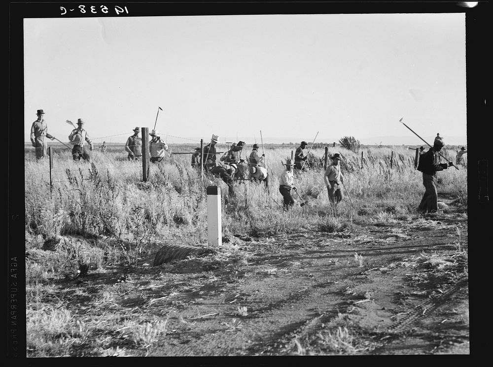 [Untitled photo, possibly related to: Near Los Banos, California. Migratory agricultural workers, cotton hoers. Leave field…