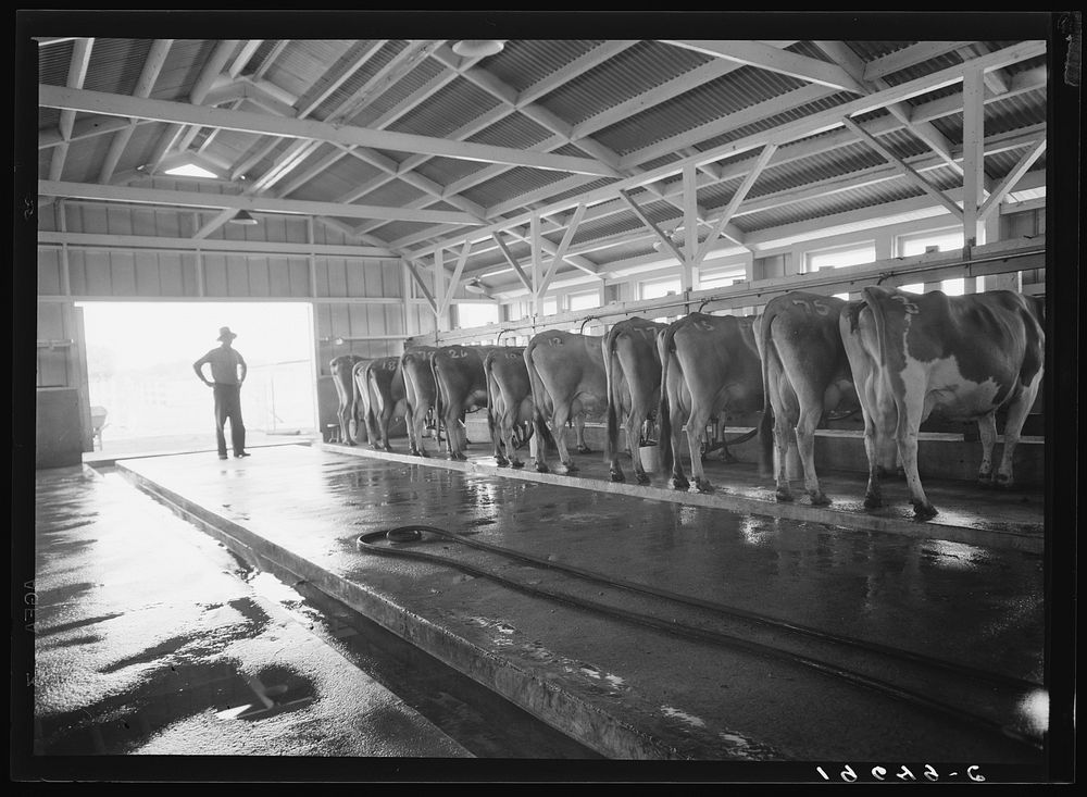 Tulare County, California. Farm Security Administration (FSA) Mineral King Farm Cooperative Association. The dairy employs…