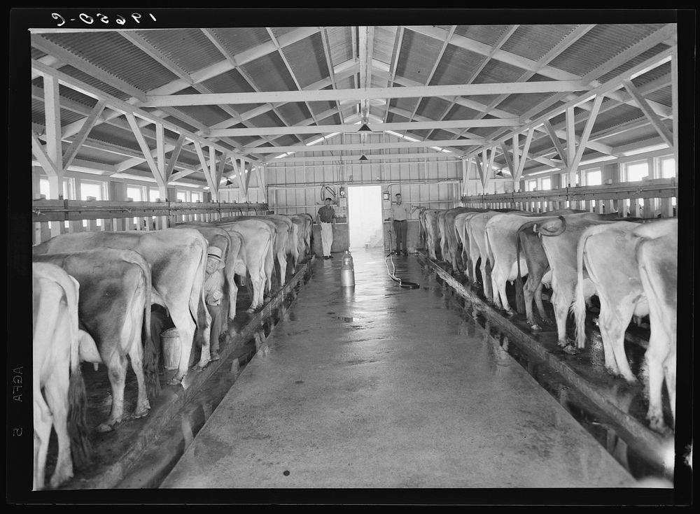 Tulare County, California. Mineral King Cooperative Association, Farm Security Administration (FSA). View of the dairy farm…