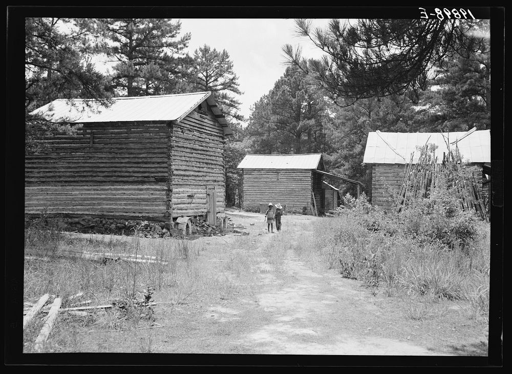 [Untitled photo, possibly related to: Tobacco barns on the Stone place. Upchurch, North Carolina]. Sourced from the Library…