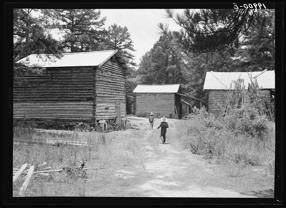 Tobacco barns on the Stone place. Upchurch, North Carolina. Sourced from the Library of Congress.