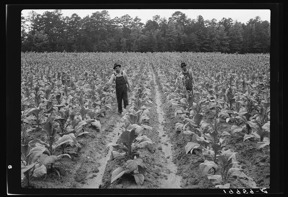 [Untitled photo, possibly related to: Topping tobacco. Shoofly, North Carolina]. Sourced from the Library of Congress.