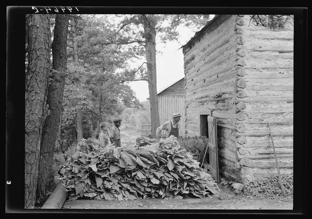 Putting in tobacco after the morning work. Shoofly, North Carolina. Sourced from the Library of Congress.
