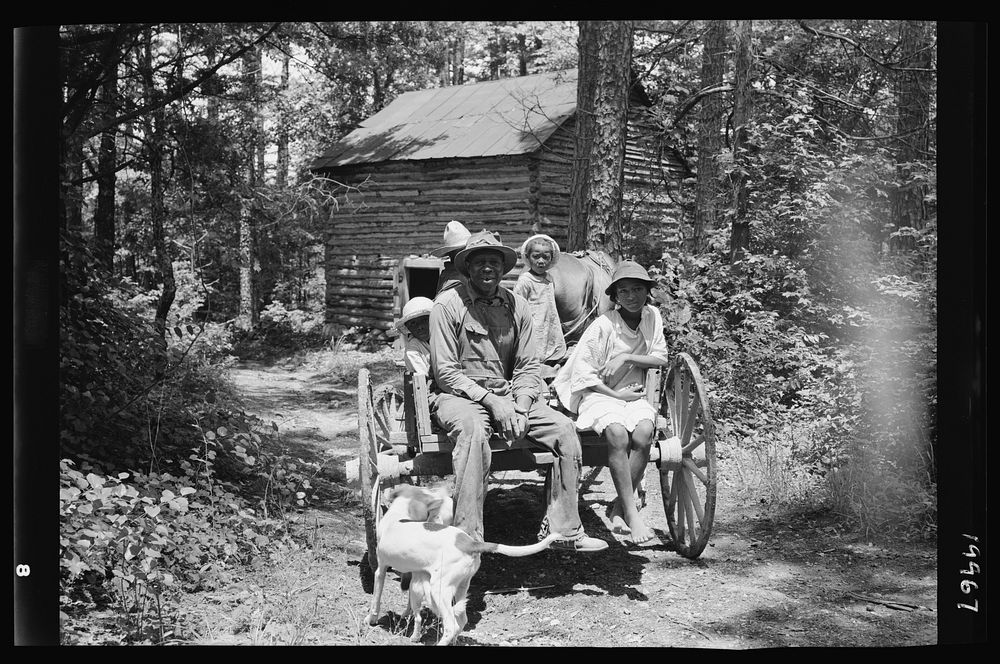 Colored sharecropper and his children about to leave home through the pine woods after their morning work at the tobacco…