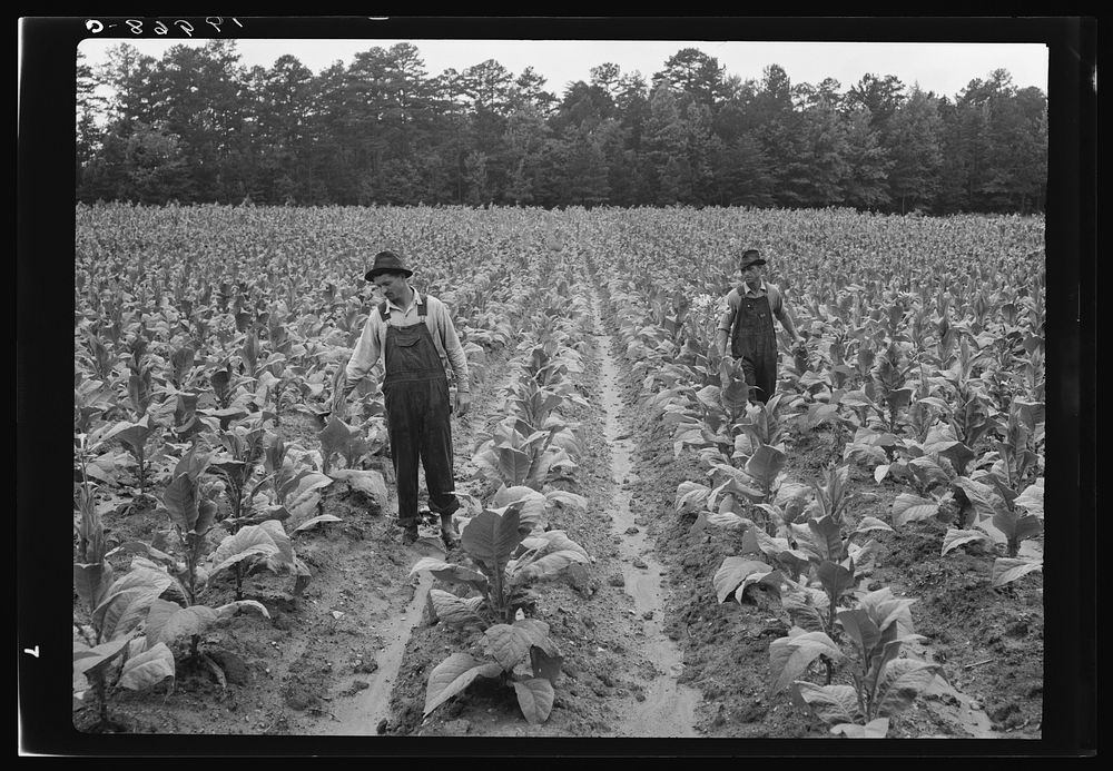 Topping tobacco. Shoofly, North Carolina. Sourced from the Library of Congress.