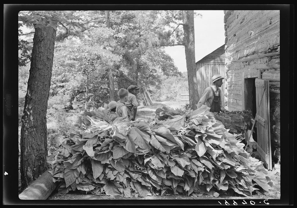 [Untitled photo, possibly related to: Putting in tobacco after the morning work. Shoofly, North Carolina]. Sourced from the…