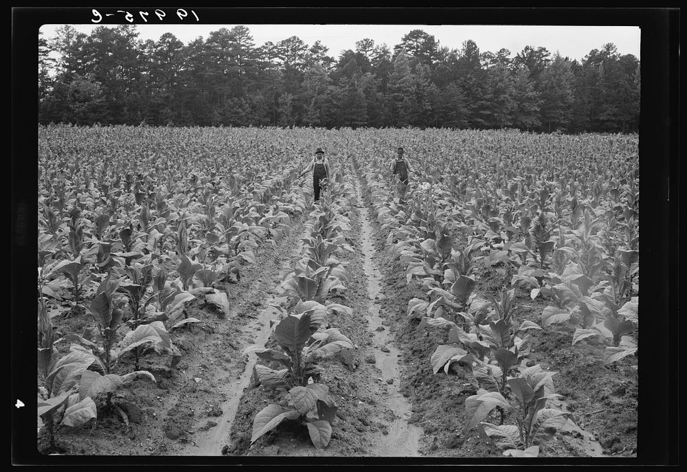 [Untitled photo, possibly related to: Topping tobacco. Shoofly, North Carolina]. Sourced from the Library of Congress.