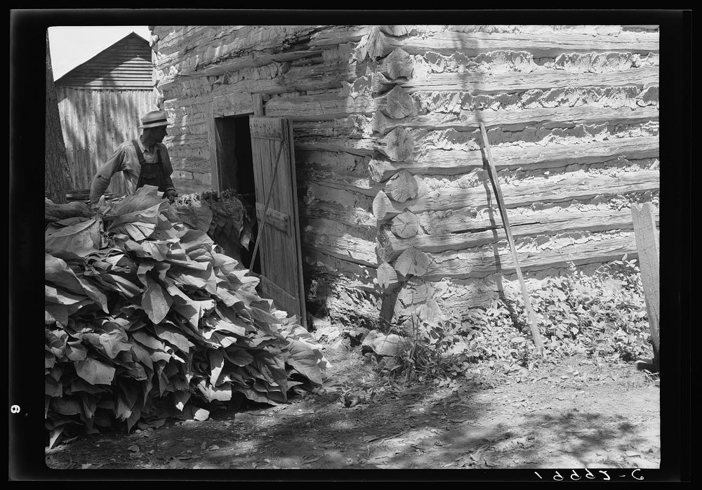 Putting in the tobacco after the morning work. Shoofly, North Carolina. Sourced from the Library of Congress.