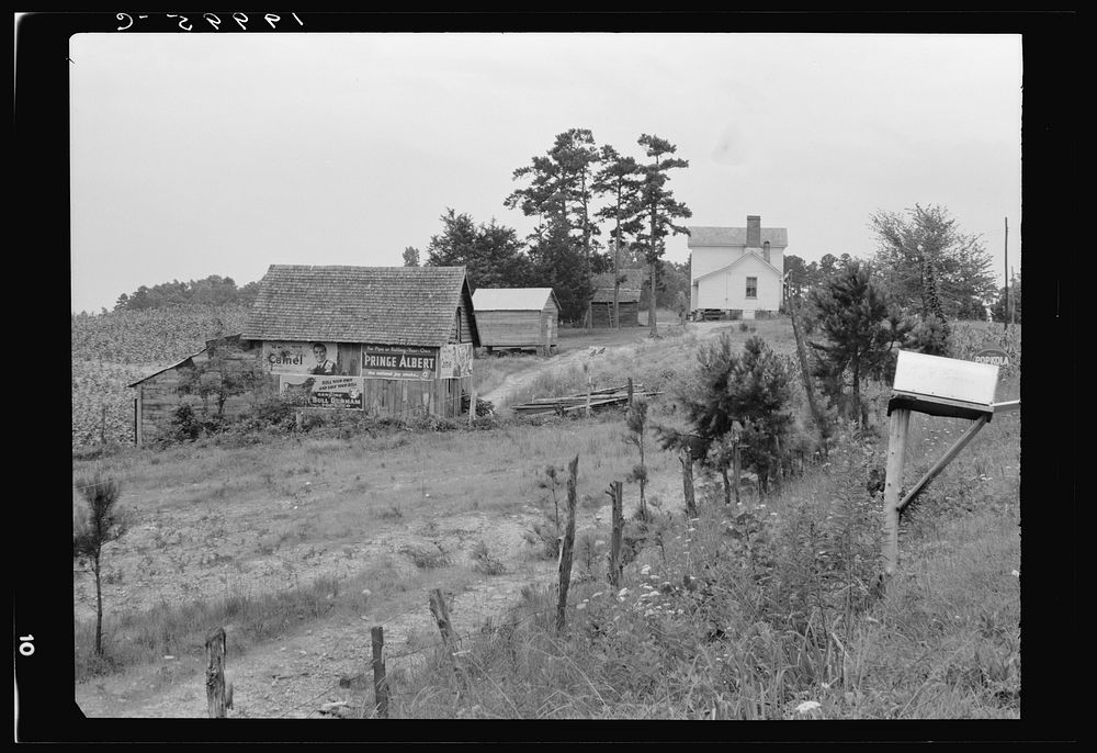 General view of a hillside farm which faces the road showing owner's house, outbuildings, and tobacco field showing erosion.…