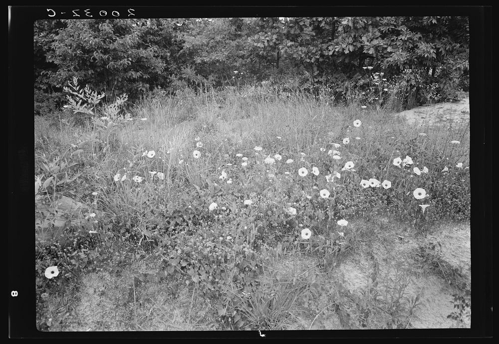 Along county road, Person County, North Carolina. Close-up on roadside showing natural coverage, including wild morning…