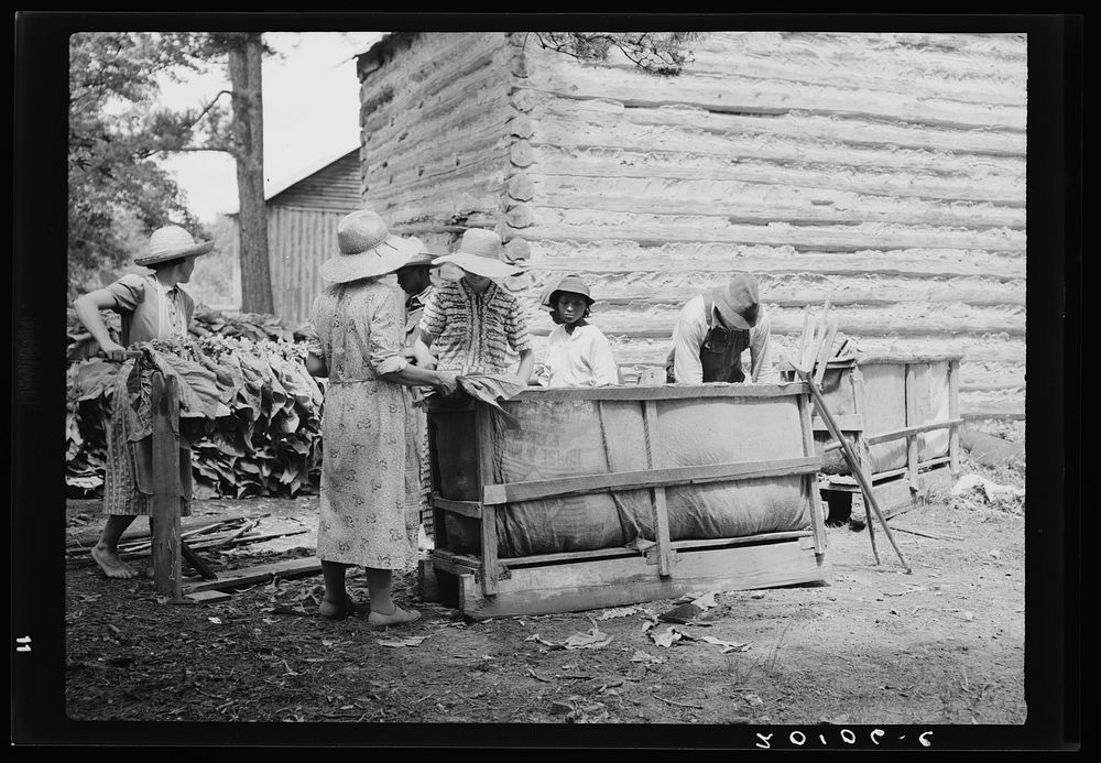 Families stringing tobacco brought in from the field by sled. Granville County, North Carolina. Sourced from the Library of…