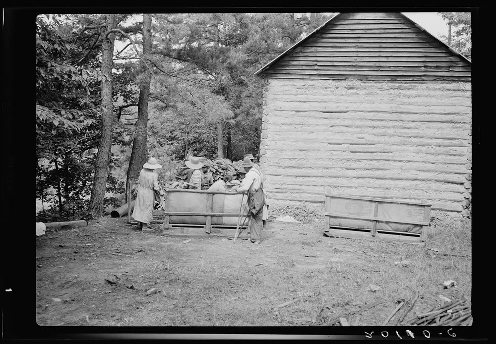 [Untitled photo, possibly related to: Families stringing tobacco brought in from the field by sled. Granville County, North…
