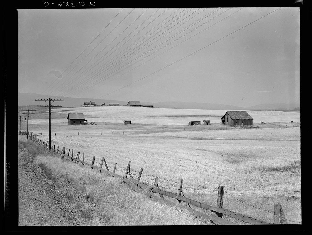 Washington, Klickitat County, near Goldendale. Wheat country, abandoned farm in foreground, occupied farm beyond. Heard in…