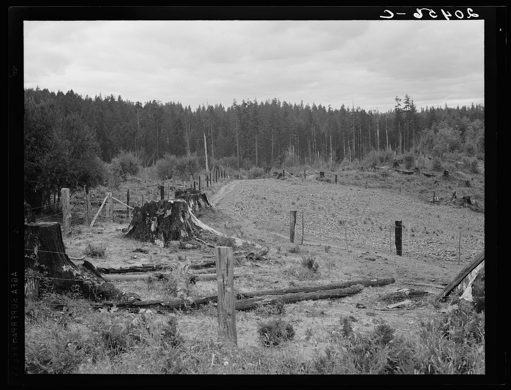 Washington, Western. Thurston County, near Michigan Hill. Another view of stump farm. Sourced from the Library of Congress.
