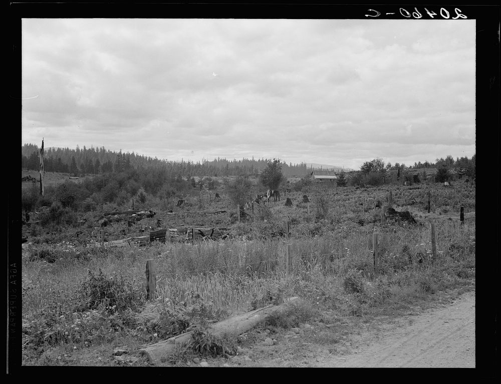 Western Washington, Thurston County, Michigan Hill. Another stump farm near Arnold place. Sourced from the Library of…