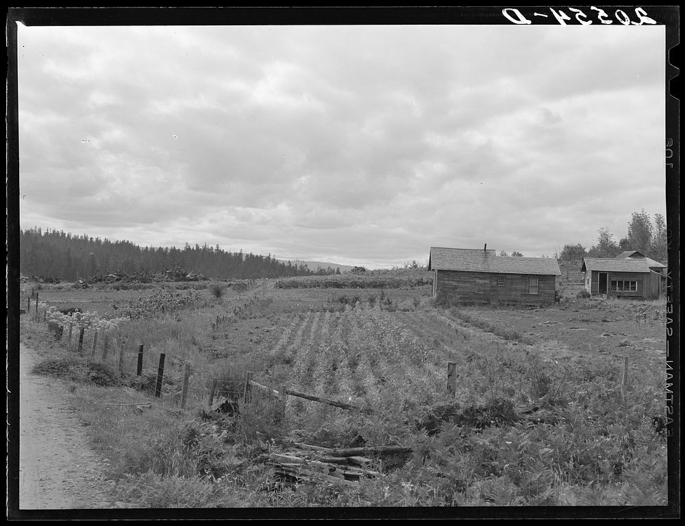 Stump farm seen from the road. Note stump pile in distant field at left, where the  has just cleared another patch. Farm…