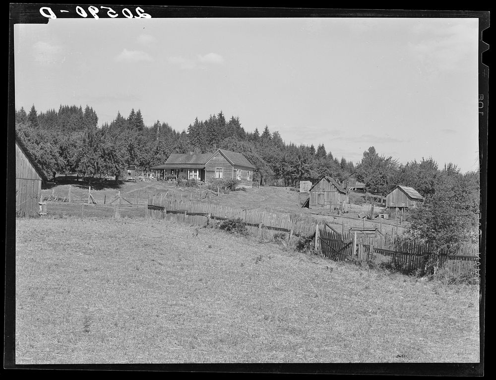 [Untitled photo, possibly related to: Western Washington subsistence farm, whittled out of the stumps. "Eighty per-cent of…