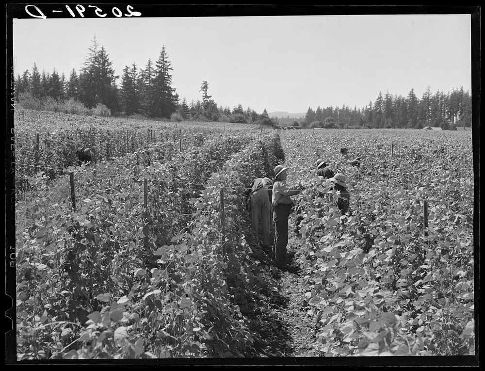 Bean pickers at harvest time. Pickers in foreground came from South Dakota. Oregon, Marion County, near West Stayton.…