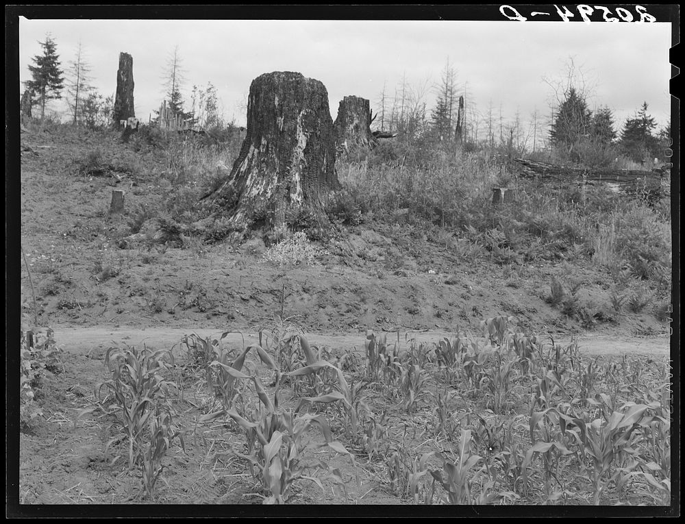 Shows charater of the land in the hills surrounding Elma. Western Wasington, Grays Harbor County, three miles north of…