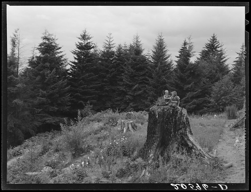Untitled photo, possibly related to: Shows charater of the land in the hills surrounding Elma. Western Wasington, Grays…