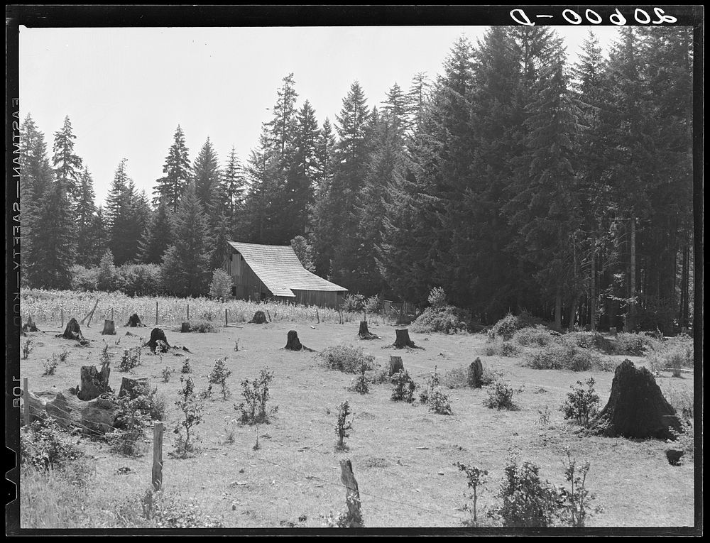 Western Washington stock farm. Washington, Lewis County. Sourced from the Library of Congress.